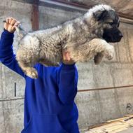 واگذارسگ قفقازی بزرگ بی همتا