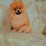 سگ پامرین خرسی و روباهی واگذار