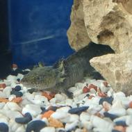 واگذار ماهی اکسولوتل اکواریومی