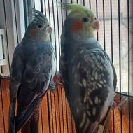 عروس هلندی یکساله نروماده