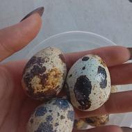 فروش تخم بلدرچین خوراکی و نطفه دار