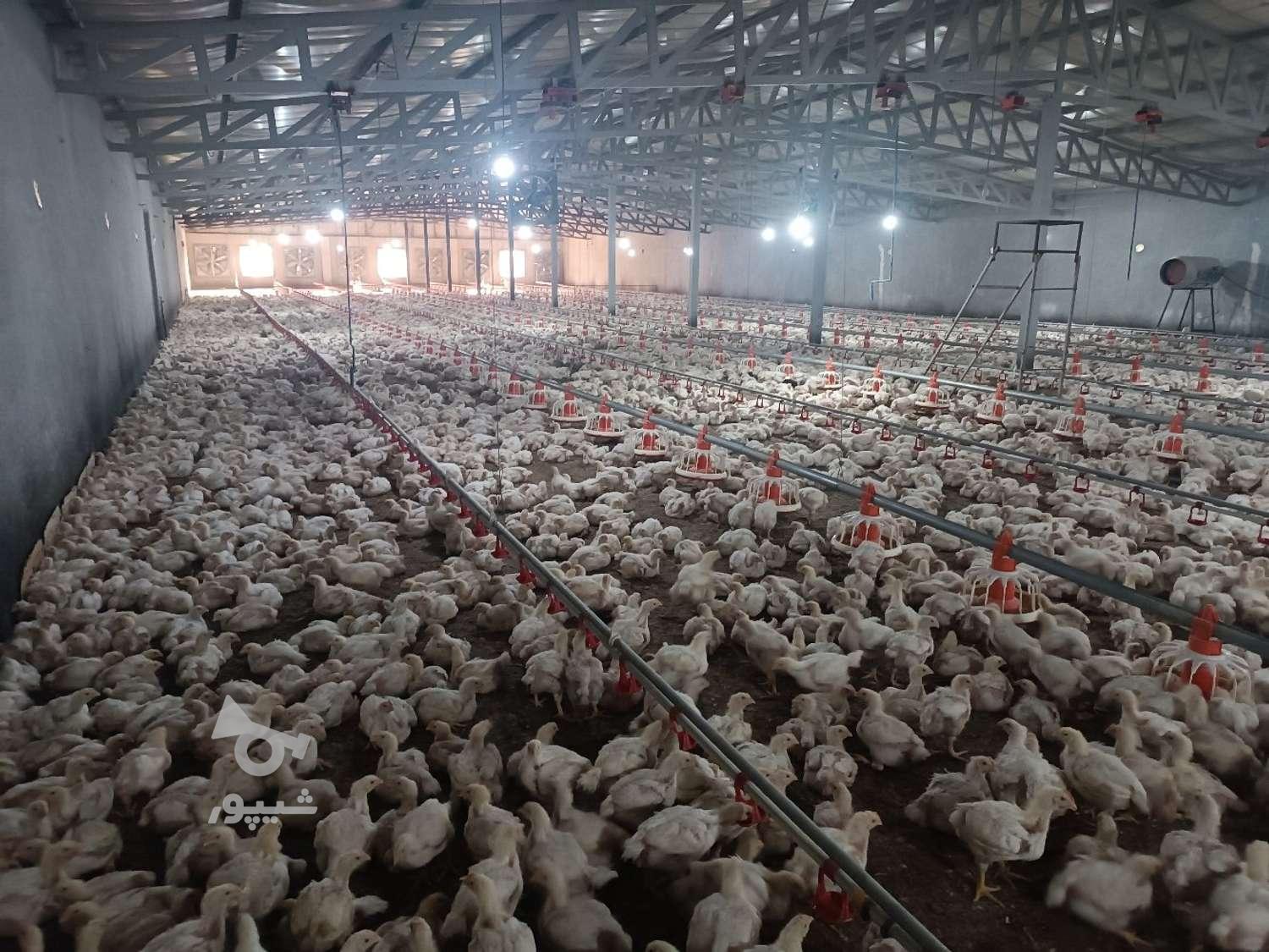 کارگر ماهر و فنی مرغداری هستم - undefined