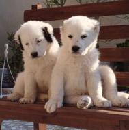 واگذاری توله سگ آلابای سراب پژدر افغان کانگال خراسانی