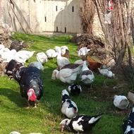 فروش فوری غاز