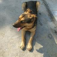 واگذاری سگ حرف گوش کن