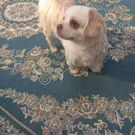 واگذاری رایگان سگ پیکینر