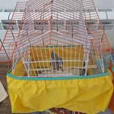 3عدد عروس بچه