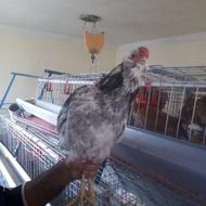 خروس گلین چهل تاج