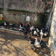 فروش اردک خارجی گوشتی و تمیز و سالم