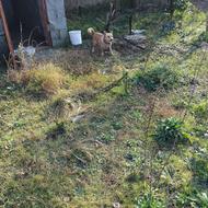 سگ پاکوتاه نر واگذاری