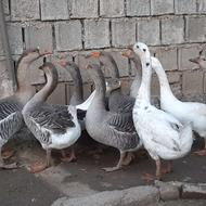 فروش غاز دورگه