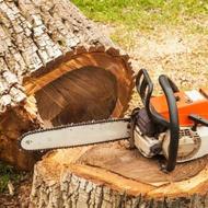 خرید وقطع درخت