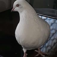 کبوتر 6ماهه سالم جهت پرواز 09307321486