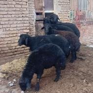 ادرس شهرستان هریس شهر کلوانق