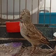 سهره خاکی طرق