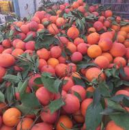خرید پرتقال و نارنج رو درختی