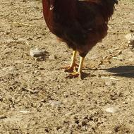 خروس سالن سرحال