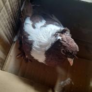 پرنده ی نر چیتی کاملا سالم