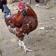 خروس گلین لری چهل تاج