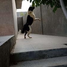 سگ قدرجونی نر