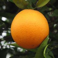 خریدار‌پرتغال تامسون وخونی‌ونایلون‌پیچ‌وانباری‌خریدارم