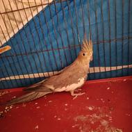 عروس هلندی ماده سالم