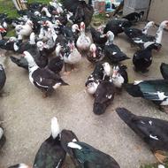 اردک اسراییلی نر و ماده