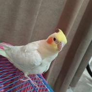 جوجه عروس هلندی لوتینو چشم قرمز