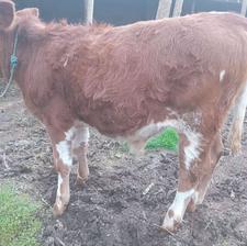 گوساله نر سمینتال 5 ماهه شیر مست نافدار