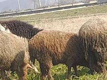 گوسفند وره مار بره ماده در شیپور