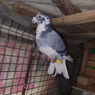 کبوتر ابلغ تیکه تیکه نر مسافتی هلند