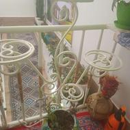 پایه گل سالم