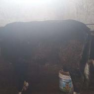 یک راس تلیسه سیمیتال