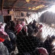 فروش بوقلمون سرحال میزان