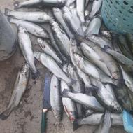 فروش ماهی قزل آلا دروزن 600تا 1 کیلو گرم