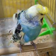 مرغ عشق پروانه ای