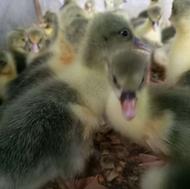 جوجه بوقلمون7روزه و جوجه غاز7روزه سرحال