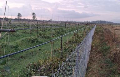 باغ کیوی 5350متر