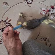 جوجه سرلاکی آماده تربیت کردن