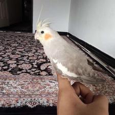 عروس هلندی.