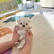 واگذاری پودل کراس عروسکی تیکاپ