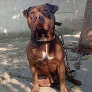 واگذاری پیتبول نر