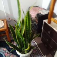 گل سانسوریا ابلق