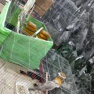 یه جفت عروس هلندی مولد لوتین‌و سینامون با قفس و وسایل کامل