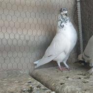 کبوتر پرشی.