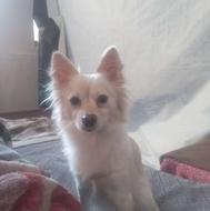 واگذاری سگ پاکوتاه