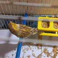 فروش جفت قناری وماده تکی