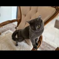 گربه بریتیش