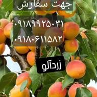 انواع نهال مثمر وغیره مثمر