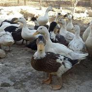 اردک صحراگشته